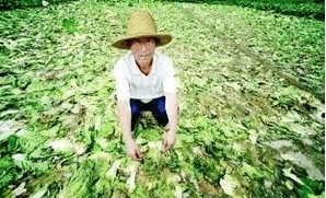 糧賤價穩(wěn)，肉禽低迷 農(nóng)民增收困境下的生活成本之困