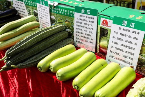 秋分時(shí)節(jié)慶豐收，佛山人的田園歡歌